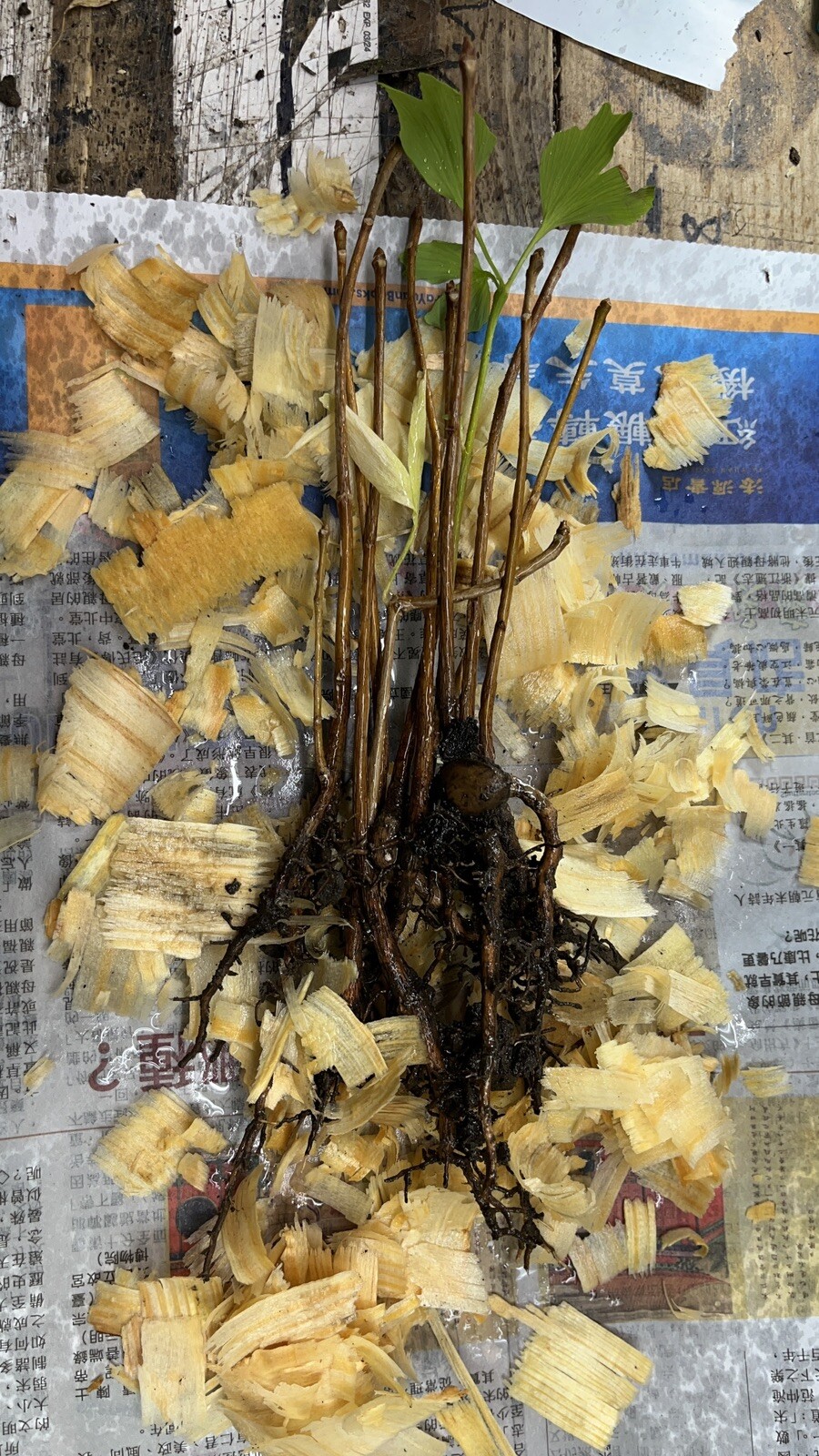 3 Ginkgo Biloba seedlings 1 y.o. plants, oldest tree in the world. Split leaf.