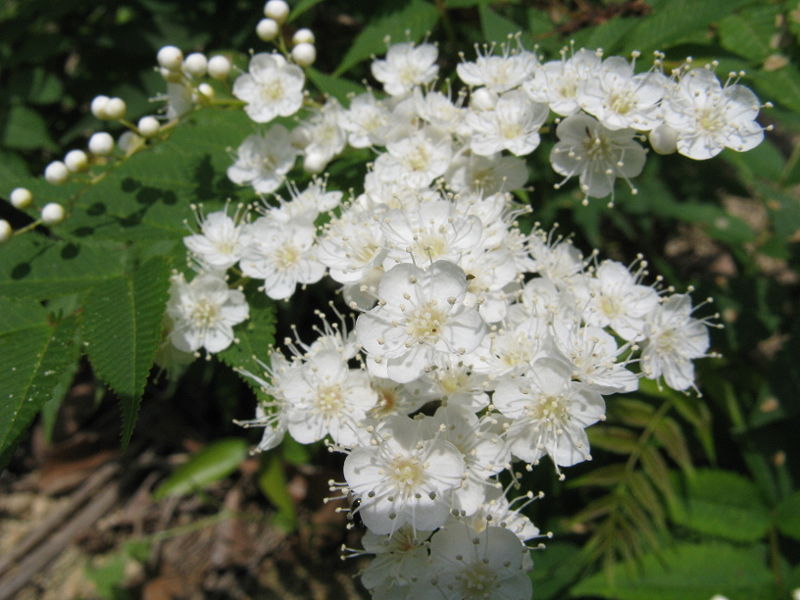 Rowan, (European Mountain Ash), Sorbus aucuparia, Tree Seeds