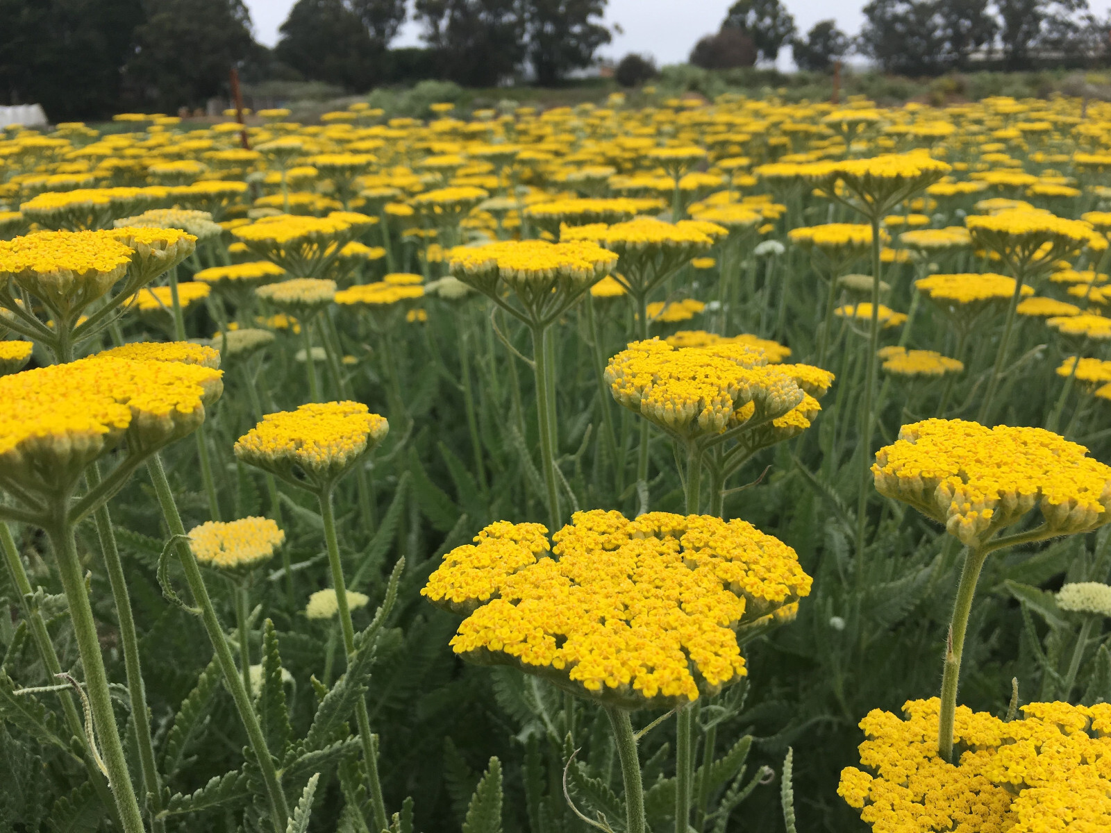 Yarrow Coronation Gold 25 Plants in 3-1/2 inch Pots
