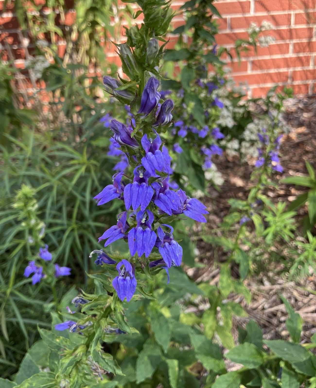 Great Blue Lobelia, Blue Cardinal Flower- Lobelia siphilitica Seeds 100+ count