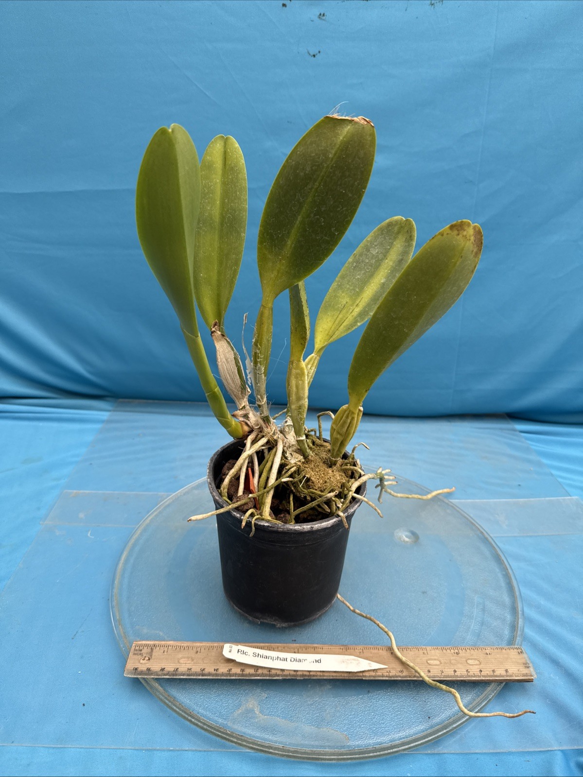 Cattleya Rlc Shinaphat Diamond White Yellow BS Orchid With Sheath 5.5” Pot
