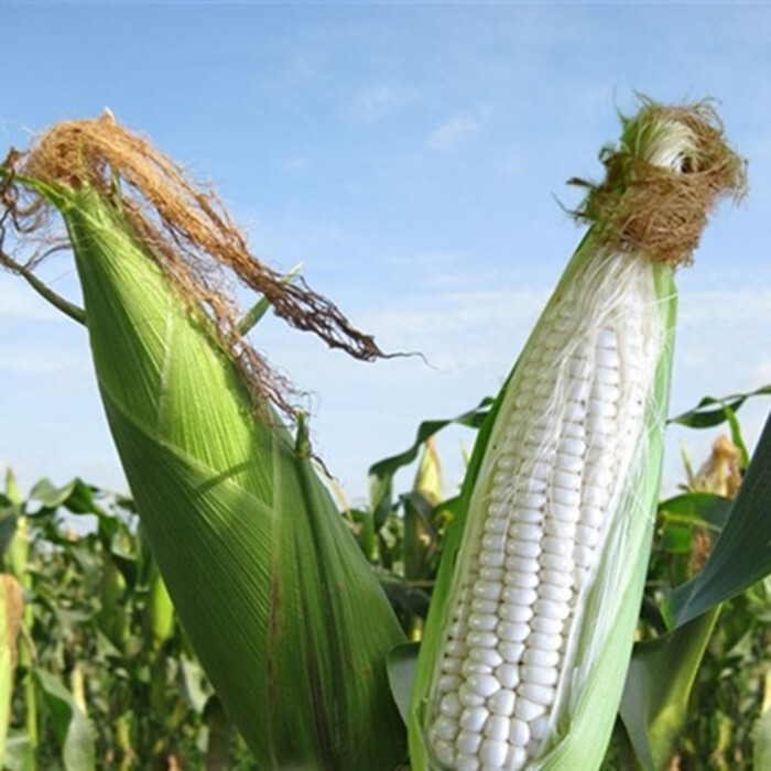 100 Organic Sticky Waxy Sweet White Corn Bap Nep Nu
