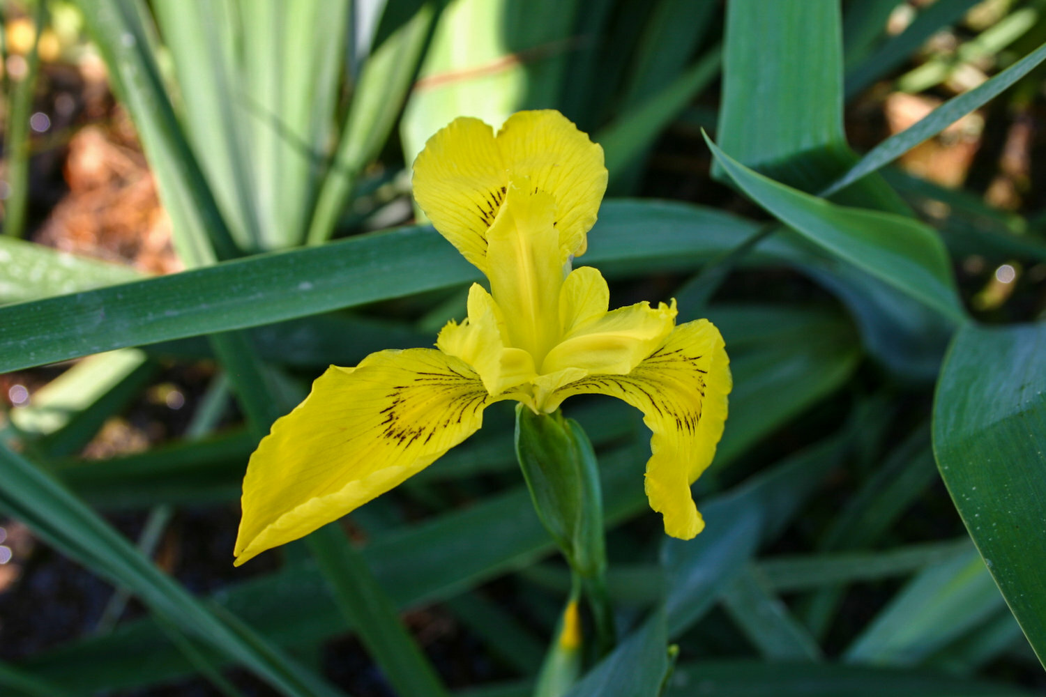 Live Yellow Flower Yellow Flag Iris Hardy Aquatic Marginal Pond/Bog Plant