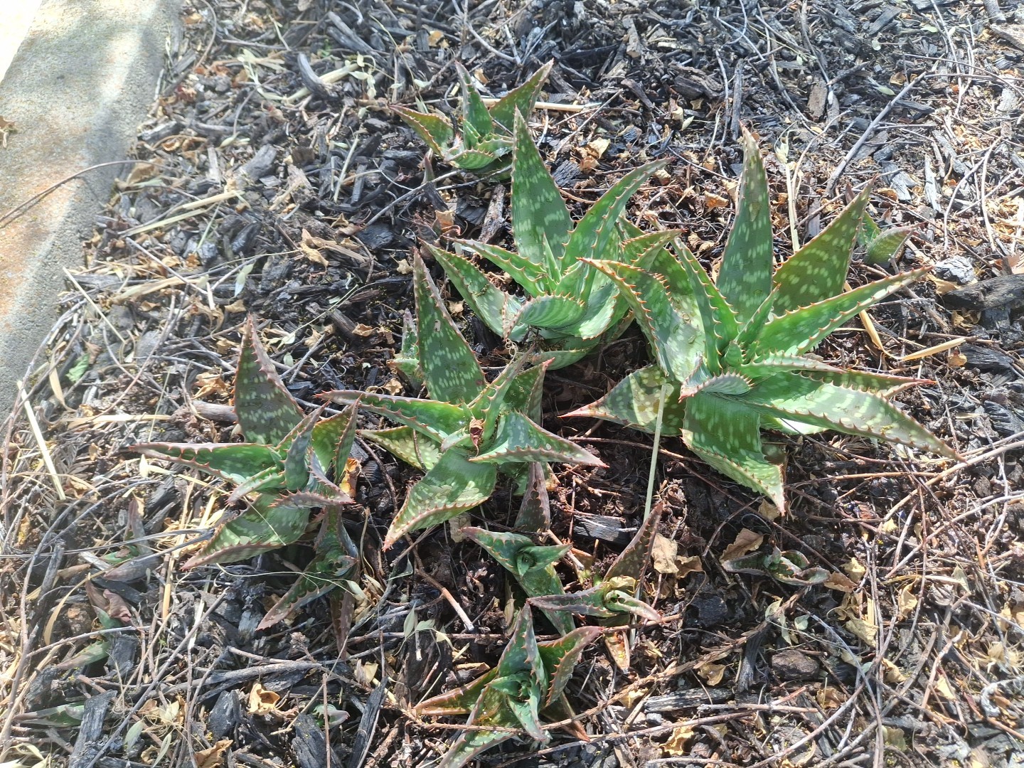 2 Aloe Maculata Soap Aloe Succulent Cactus Rooted