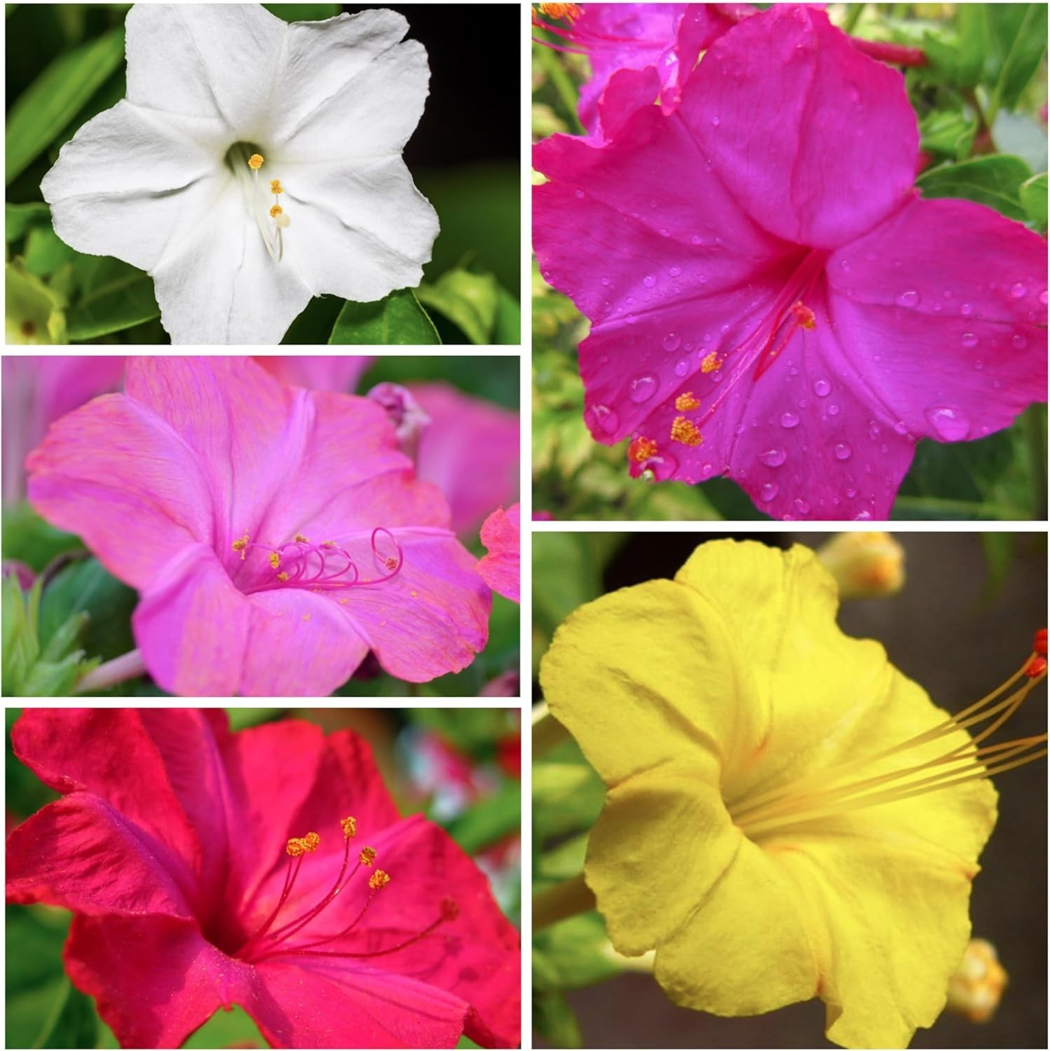 Bulk Four O’ Clock Seeds – Eco-Friendly Heirloom Blooms for Pollinator Gardens