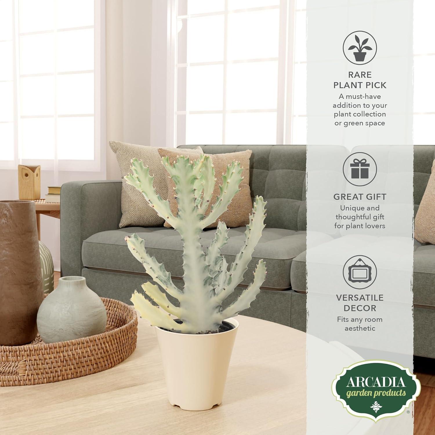 Live White Ghost Cactus Variegated Dragon Bone Indoor Houseplant in Plastic Pot,