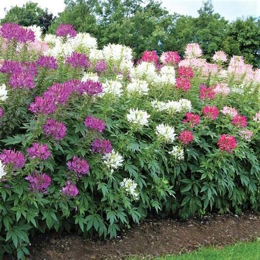 100 Spider Plant Seeds for Planting – Exotic Mixed Color Cleome Flowers – Great