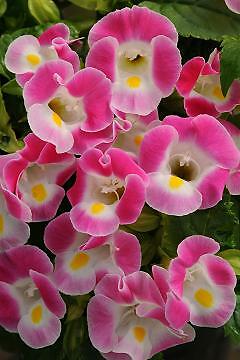 Torenia Kauai Rose 250 seeds