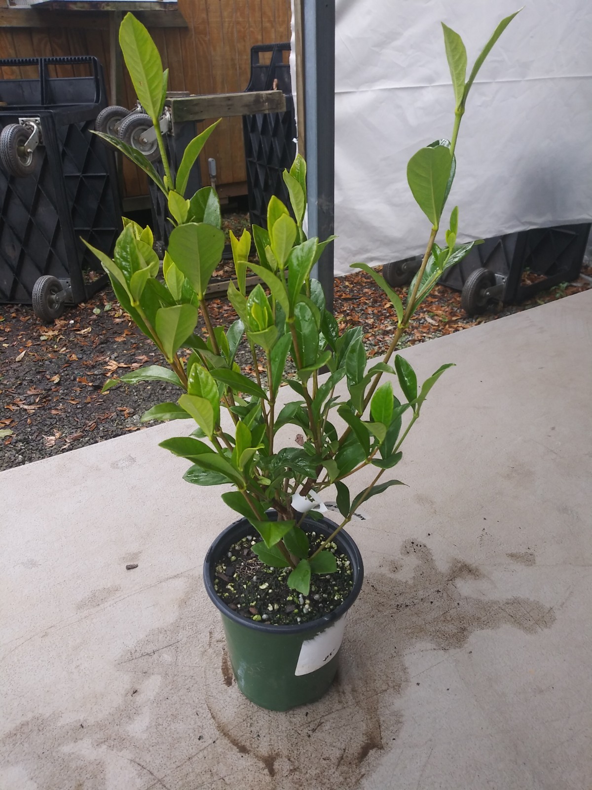 August Beauty Gardenia – Live Plant – ( 1 QT )