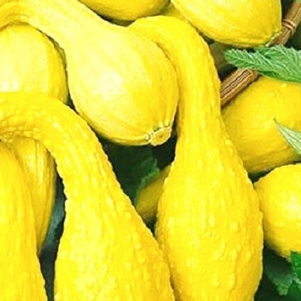 Crookneck Yellow Squash Seeds | NON-GMO | Heirloom | Fresh Garden Seeds