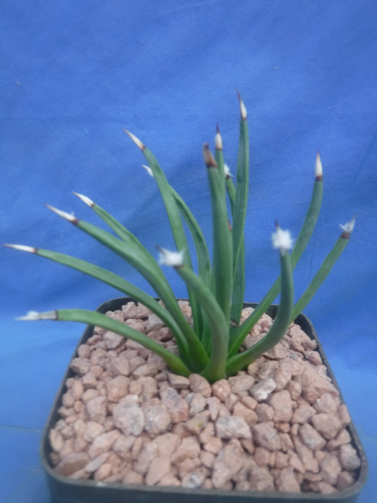 Agave albopilosa “Tufts” Plant VERY RARE Agave! 5+ Years Old! 4″ Wide NICE! B8