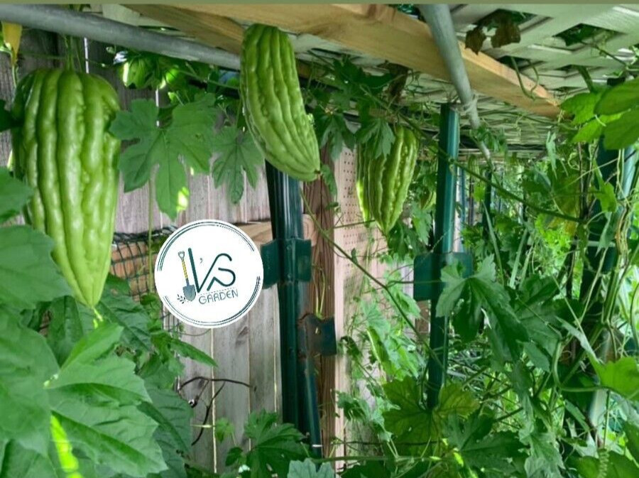SHORT GREEN SKIN BITTER MELON SEEDS – KHỔ QUA TRÁI LÙN (5 pcs)