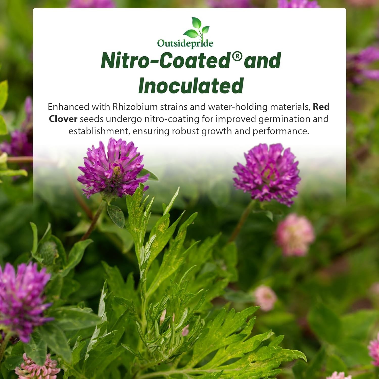 Inoculated Red Clover Seeds 2 lbs – Boost Soil Fertility & Attract Pollinators