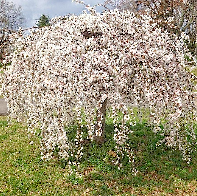 Weeping Yoshino Cherry Live Plant – 24-36″ Tall – No Pot – Soft Pink Blooms