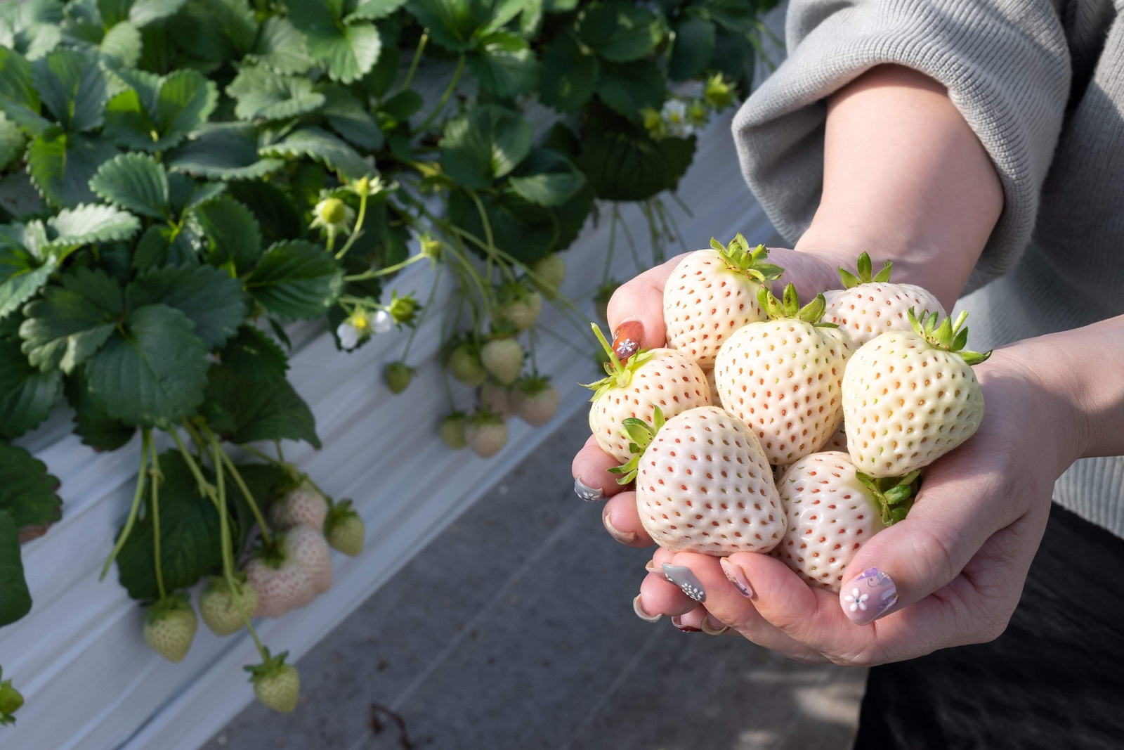 100 WHITE SOUL STRAWBERRY Fragaria Vesca Fruit Flower Berry Seeds *Comb S/H