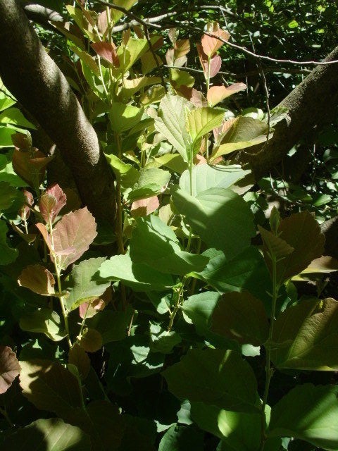 10 RED IMP WITCH HAZEL SEEDS – Hamamelis vernalis