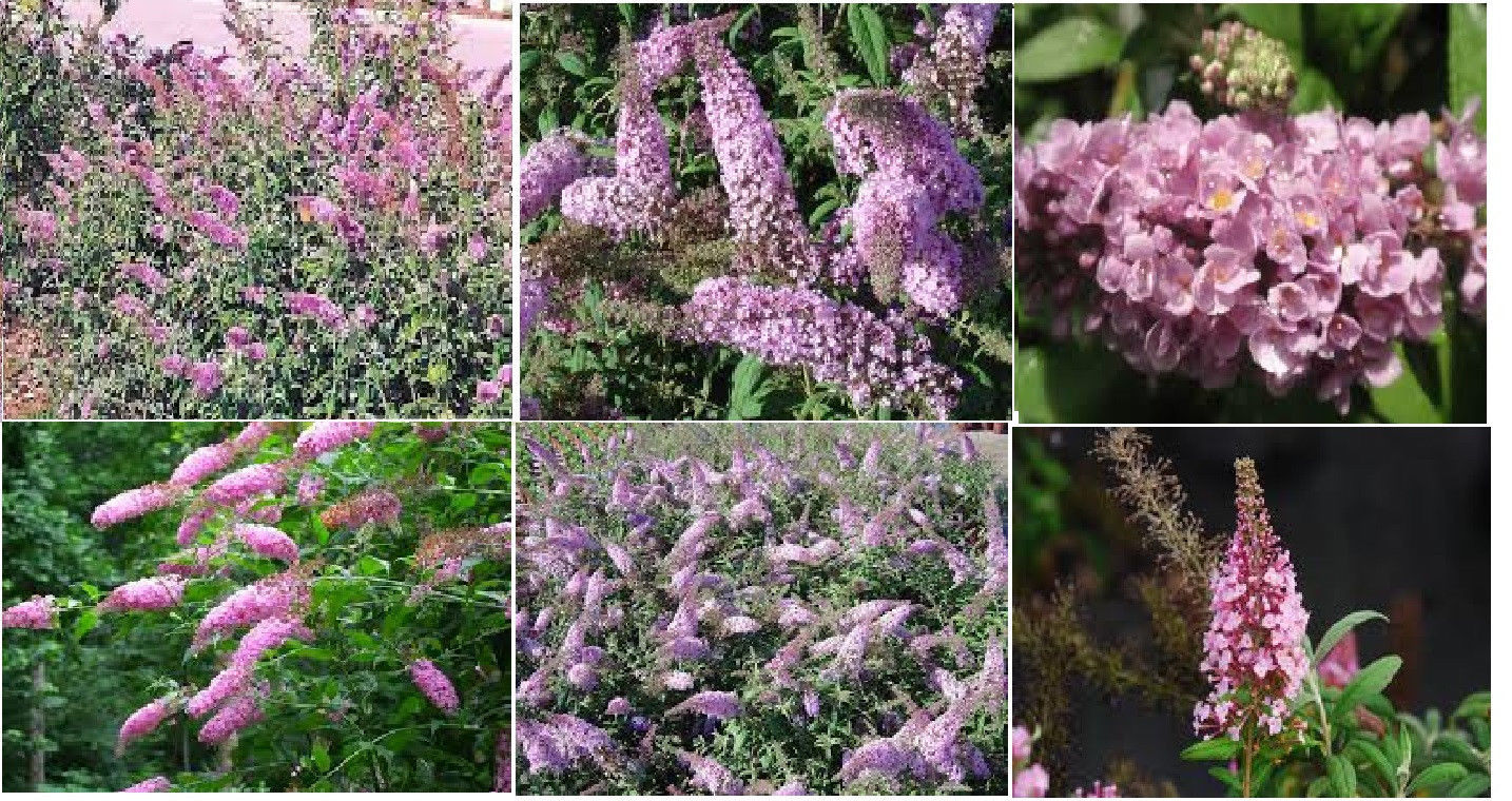 100 Seeds of Pink Delight Butterfly Bush Budhelia Shrub Flowering Tree USA Sell