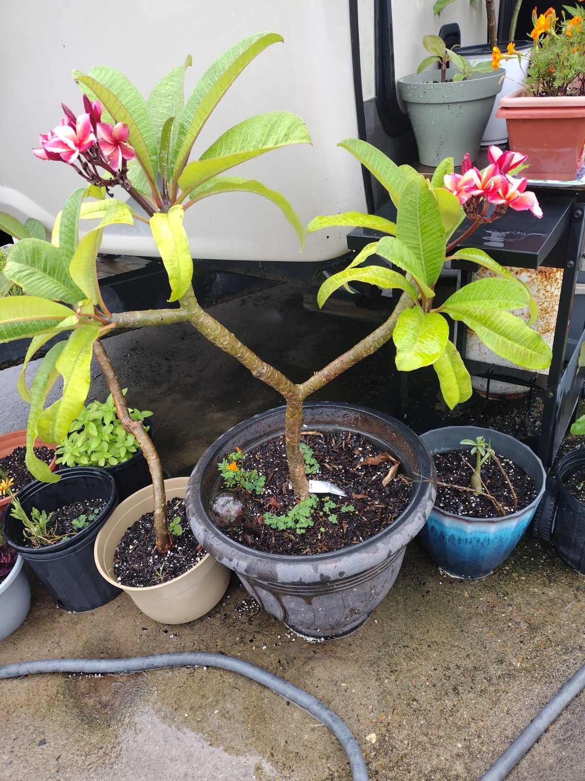 Plumeria Cutting 8″ INDIA (Named Cultivar) Very Fragrant And Prolific Bloomer