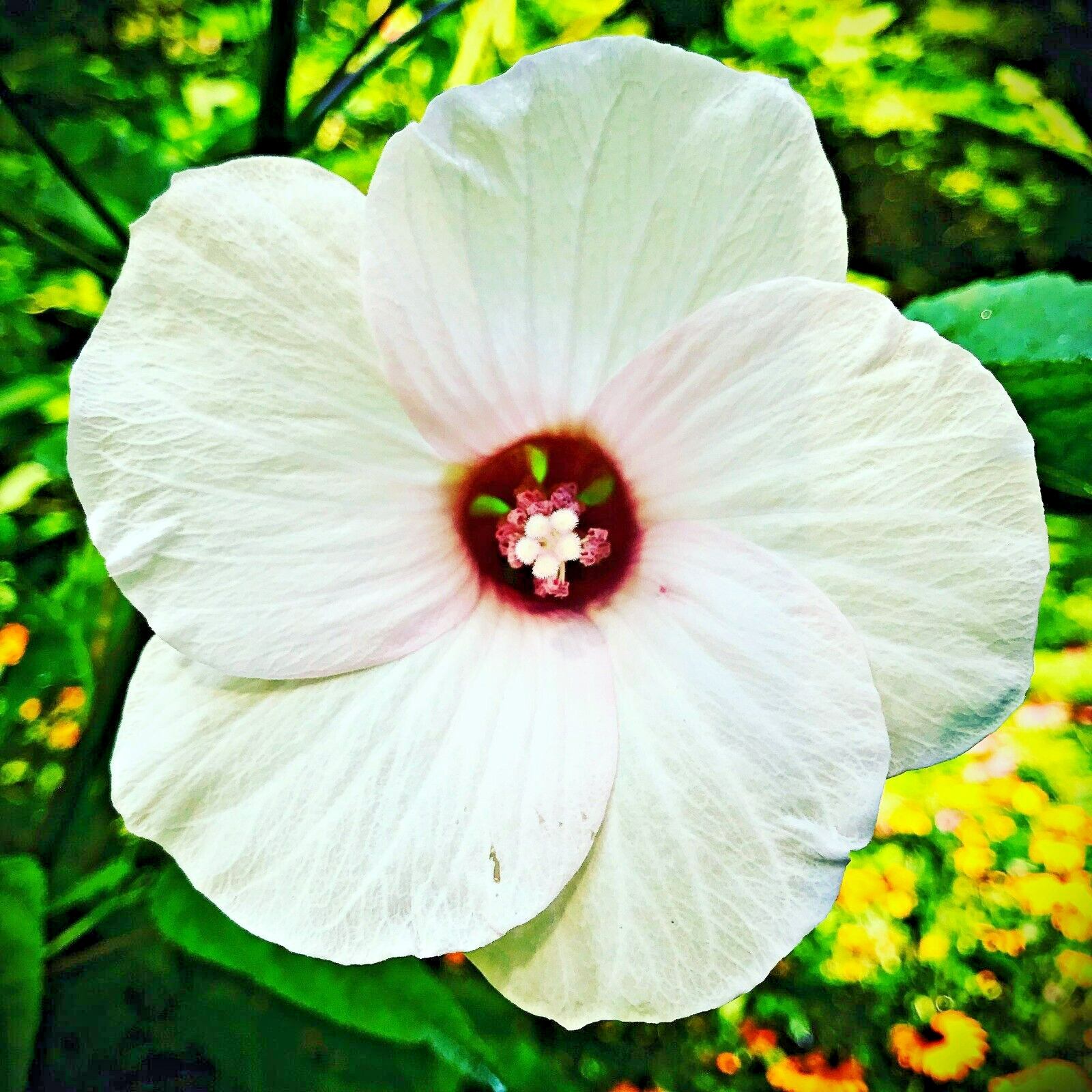 30 WHITE SWAMP ROSE MALLOW SEEDS ( with red center ) – WILD HIBISCUS