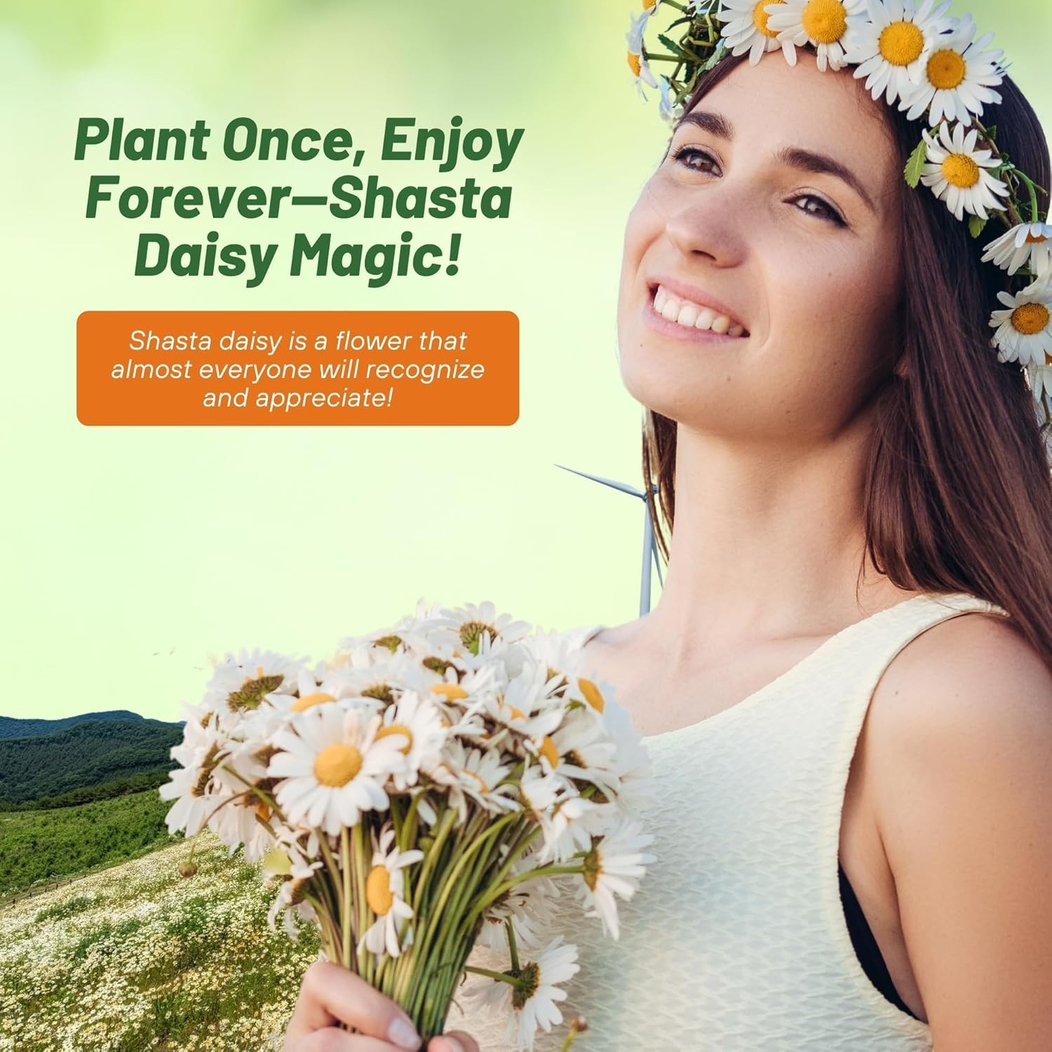 5000 Seeds White Shasta Daisy Seeds For Planting | Perennial Chrysanthemum Seed