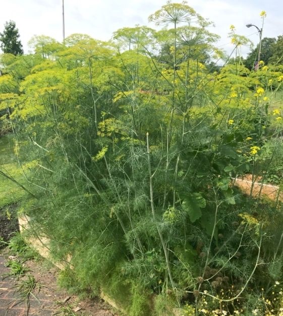 Mammoth Dill Organic, Heirloom, Open Pollinated Seeds