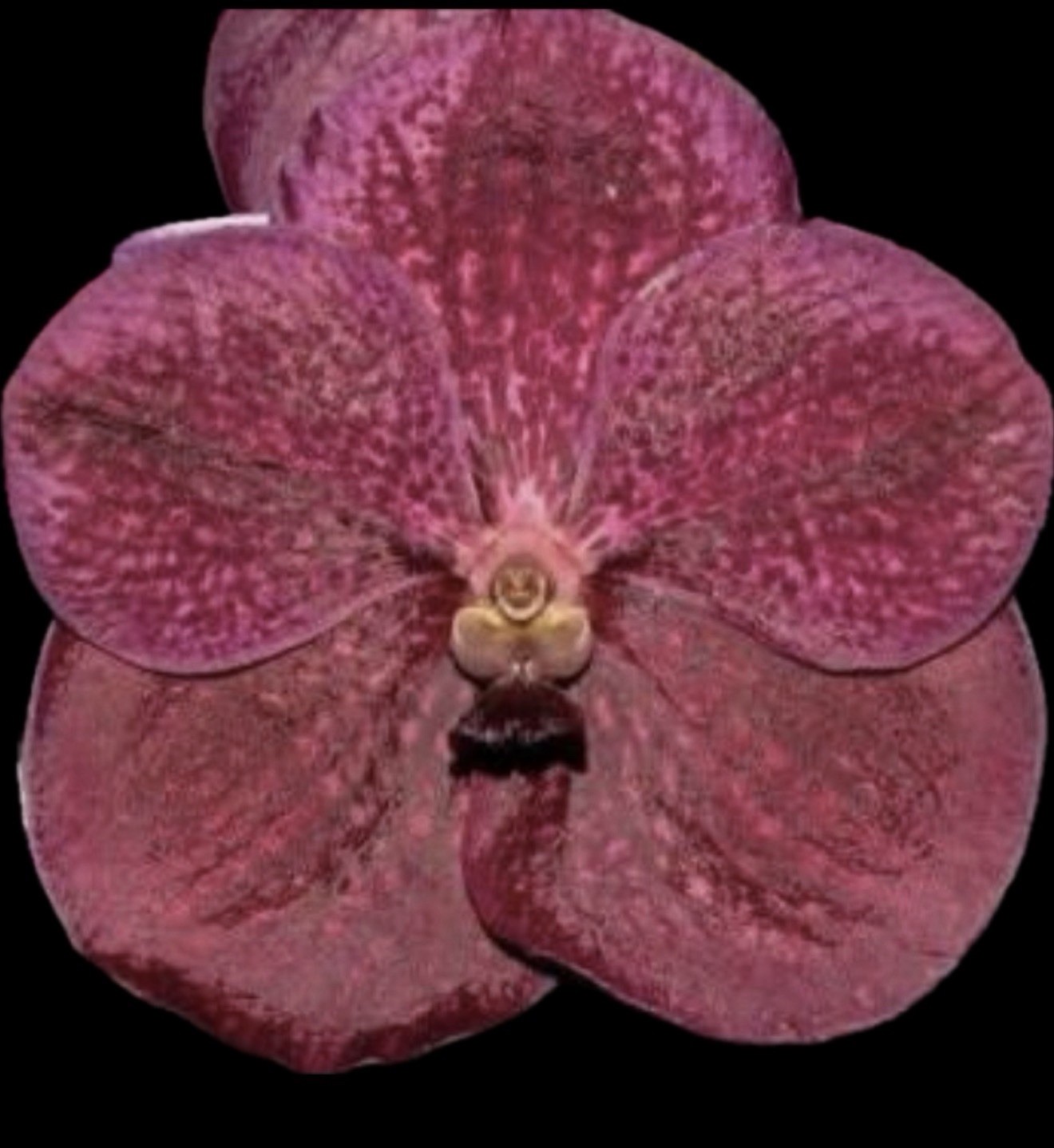 Vanda Fred’s Choice 4” Basket Orchid Plant