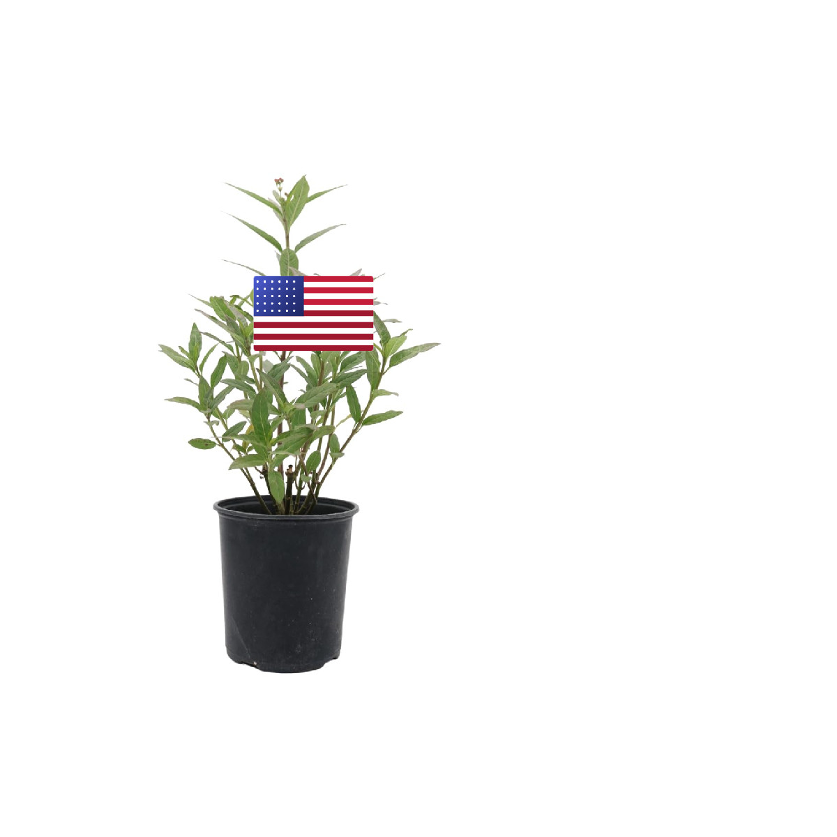 American Plant Exchange Live Milkweed Plant Host For Monarch Butterflies Plant