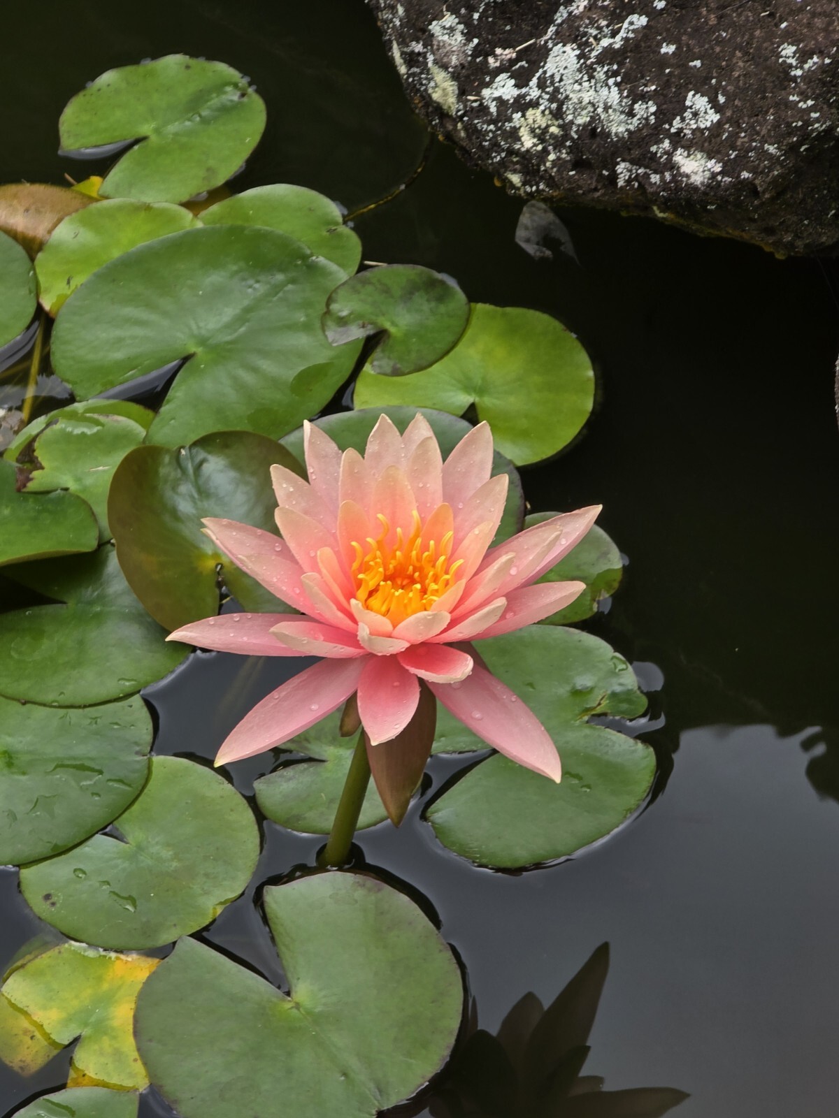 Live Nymphaea Hardy Hawaiian Angelskin Waterlily Aquatic Pond Plant with Rhizome