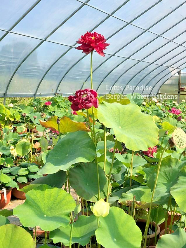5 BLACK RED LOTUS SEEDS – Nelumbo Nucifera – ( Mo Hong Lotus )