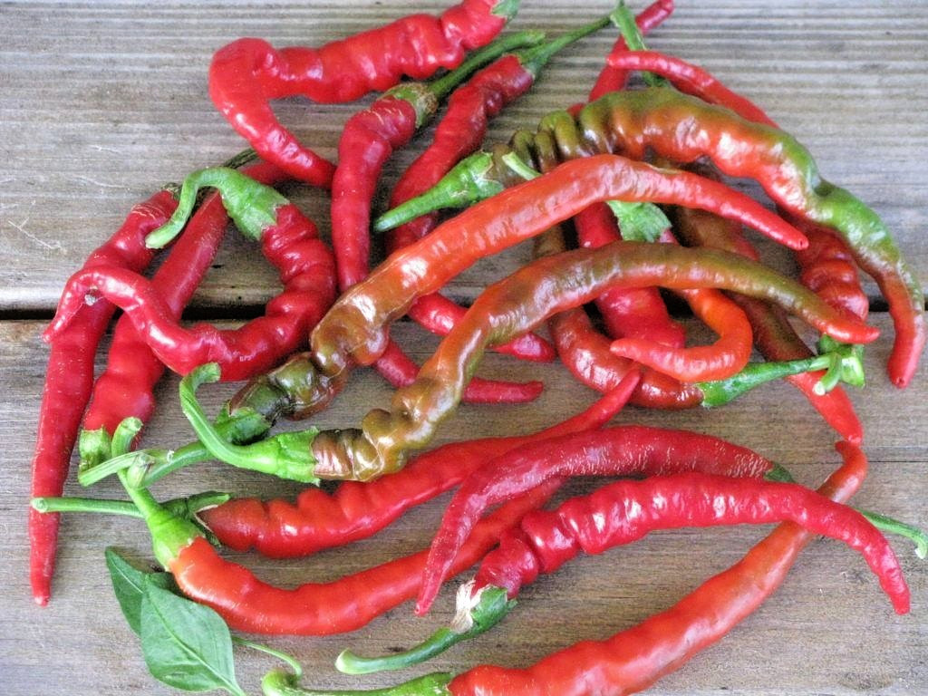 🌱 NEW! Heirloom Cayenne Red Thin Hot Chili Pepper 25 Seeds