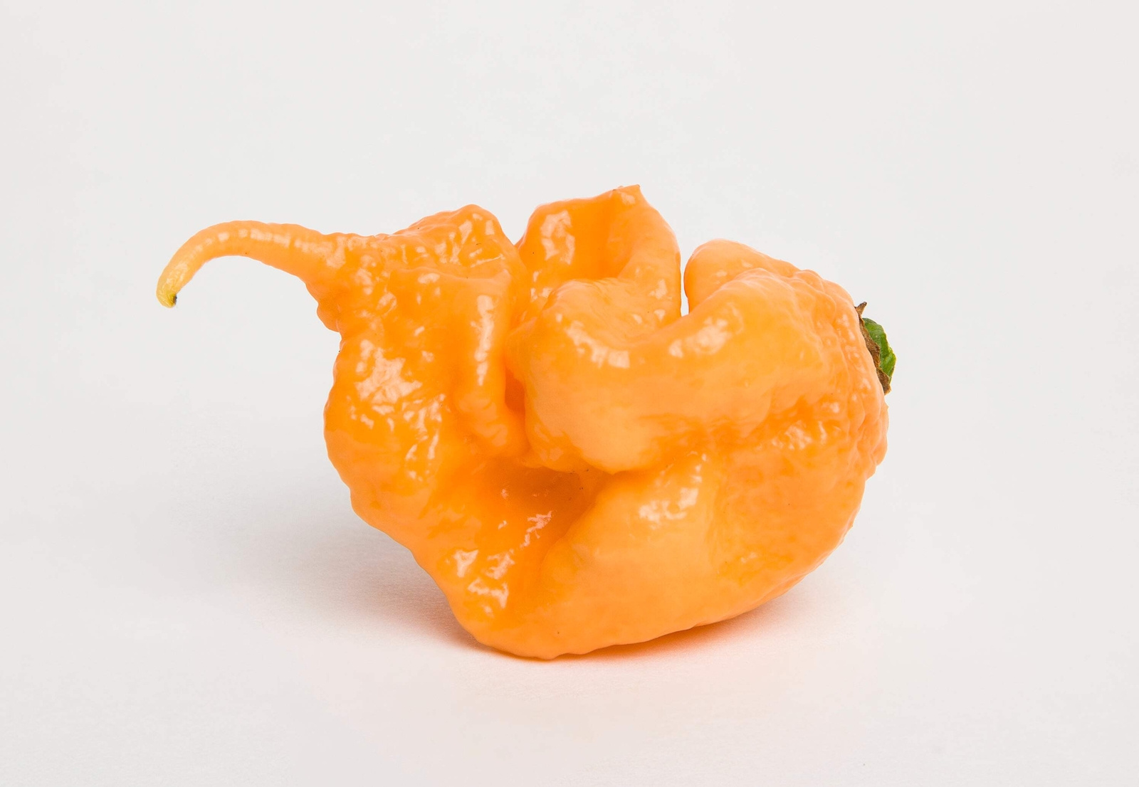 10 Peach CAROLINA REAPER PEPPER World’s Hottest Capsicum Chinense Chili Seeds