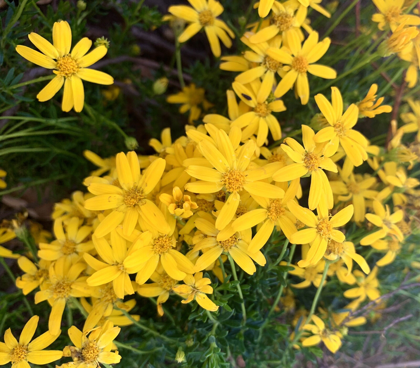 Damianita Daisy, Chrysactinia Mexicana – 100 seeds 2023 – USA