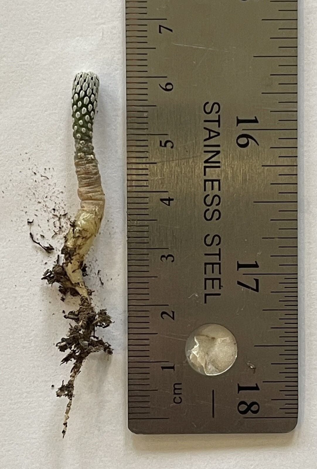 Pelecyphora aselliformis seedling, OWN ROOTS, for the NUTS OUT THERE!