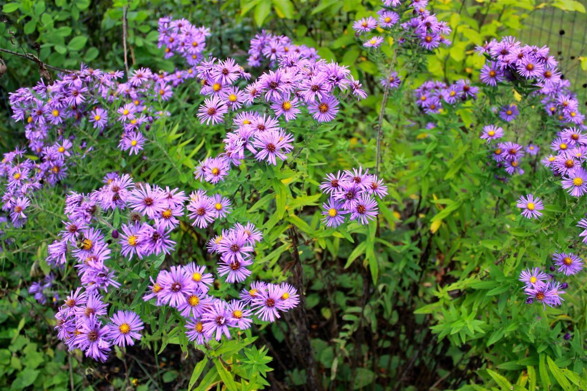 New England Aster Seeds – about 100 Seeds, Full-Part Sun, Perennial Flowers