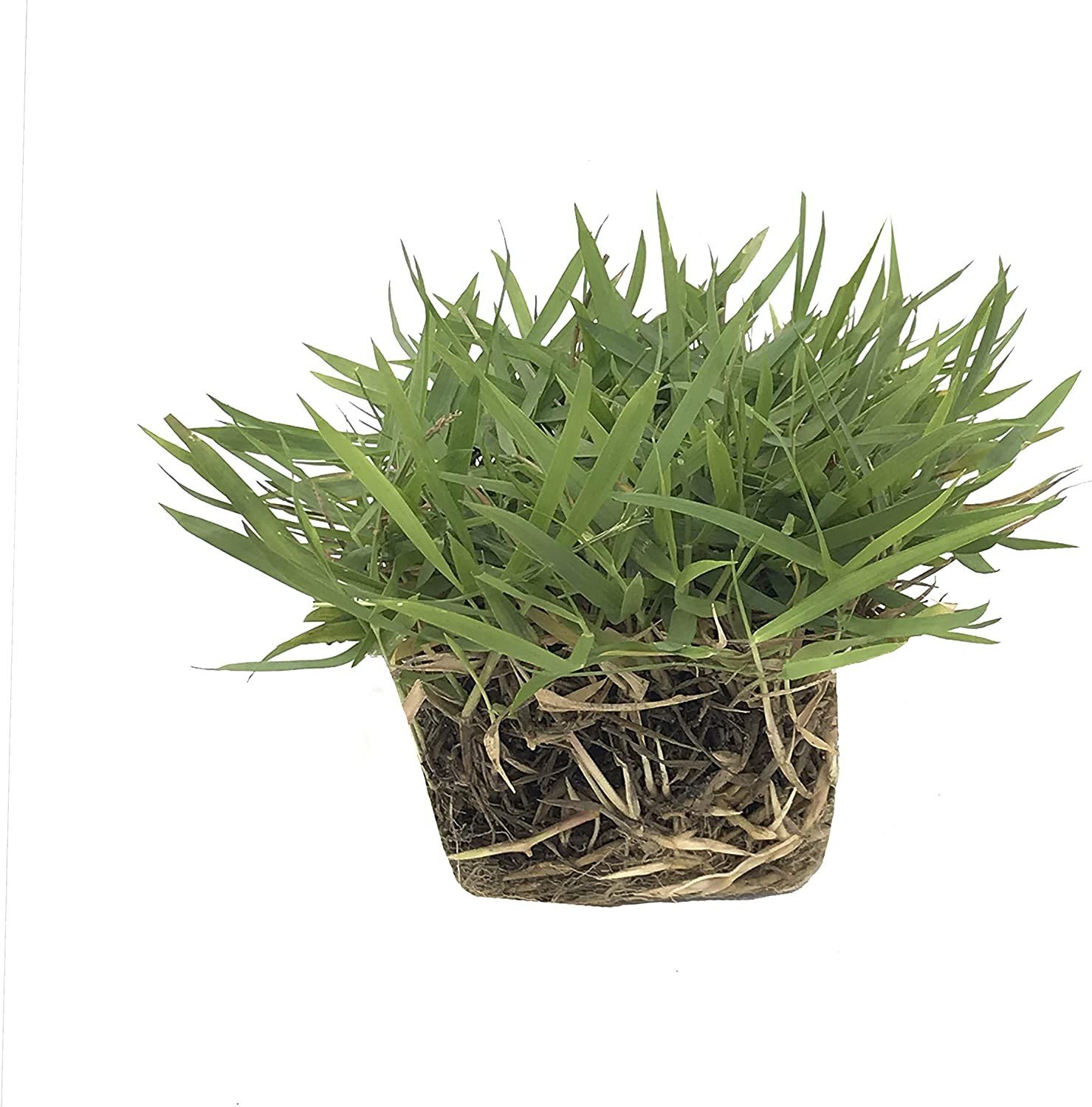 Zoysia Sod Plugs – Large 3″ x 3″ Plugs – Drought, Salt & Shade Tolerant Turf…