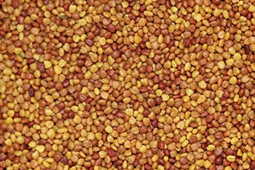 NitroCoated White Clover Seeds, Inoculated, 1 lb for Lawn and Garden