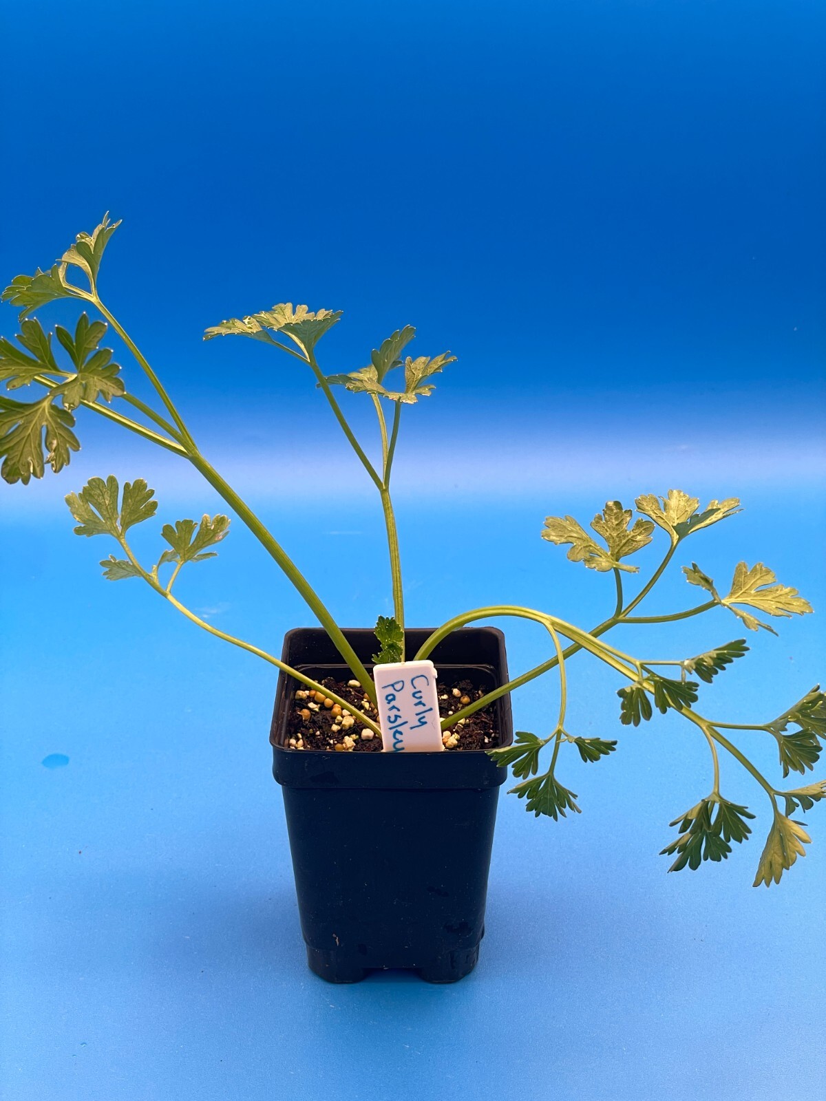 Parsley, Curly Starter Plant – Petroselinum Crispum Var Crispum