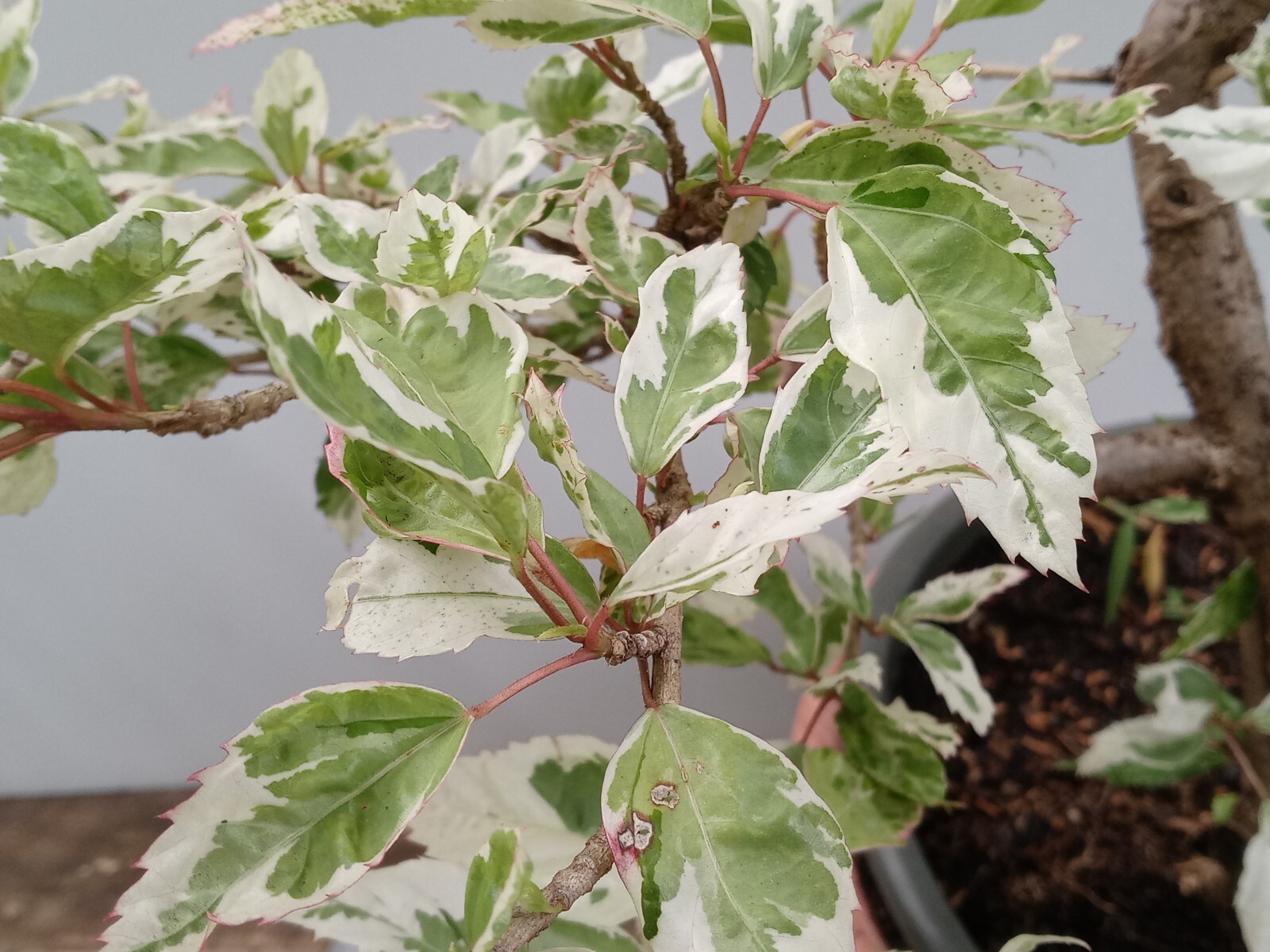 SNOW QUEEN Tropical Hibiscus Bonsai Plant Variegated leaves and Red Flower