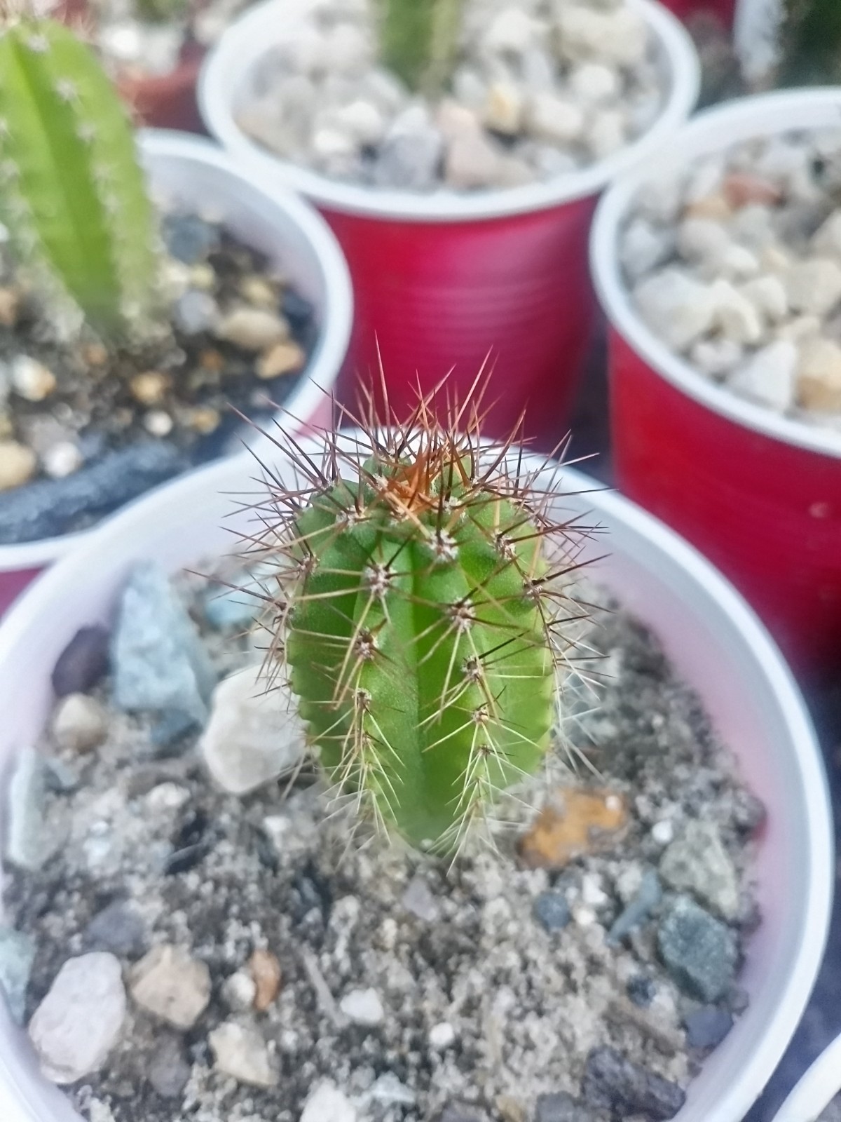 Echinopsis Rare Seed Grown Yearling packs of 5 for 20$?Cultivars In Description