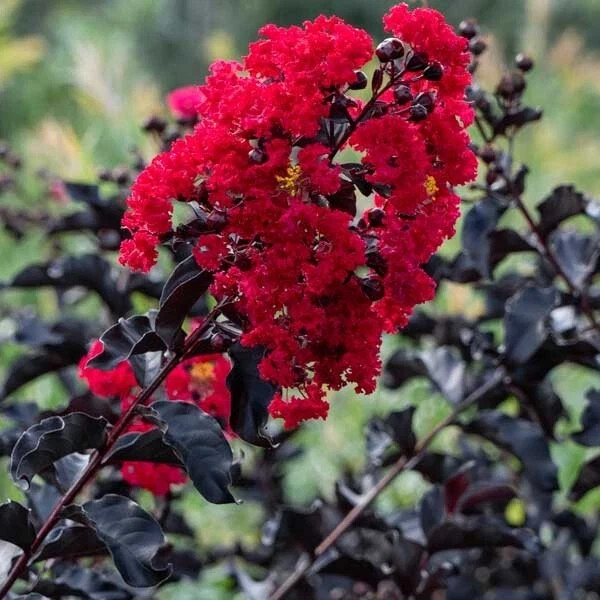 EBONY FIRE~~Crepe Crape Myrtle Starter Lagerstroemia Well Rooted “STARTER” Plant