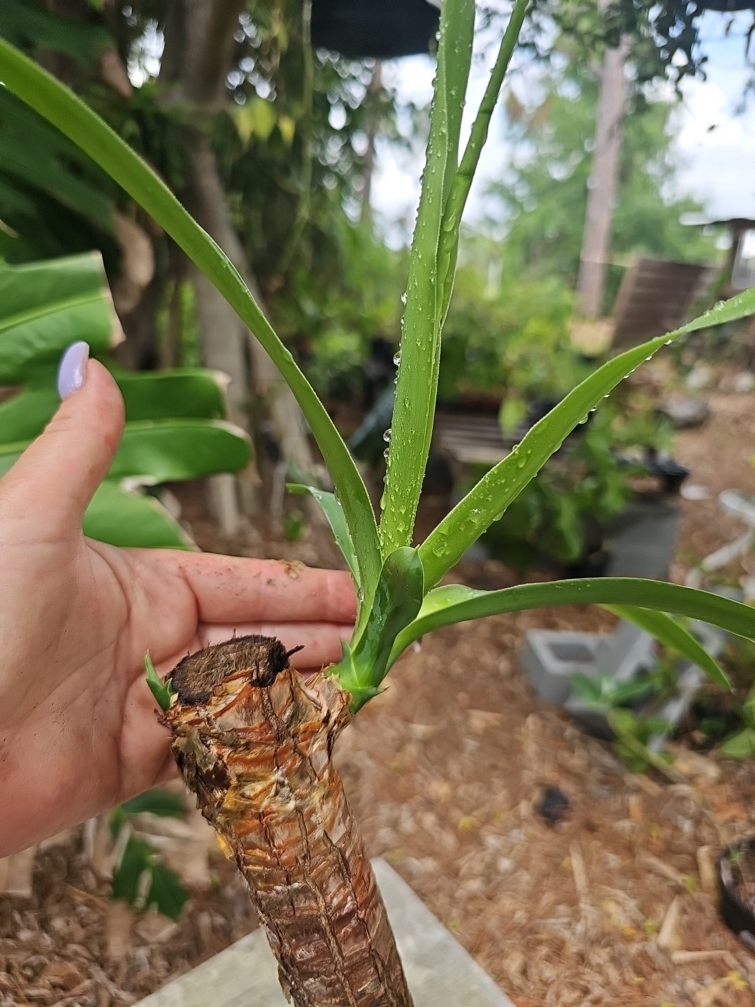 Yucca Elephantipes Soft-tip Spineless Gigantea Plant Palm Mature Stem 3″ Pot