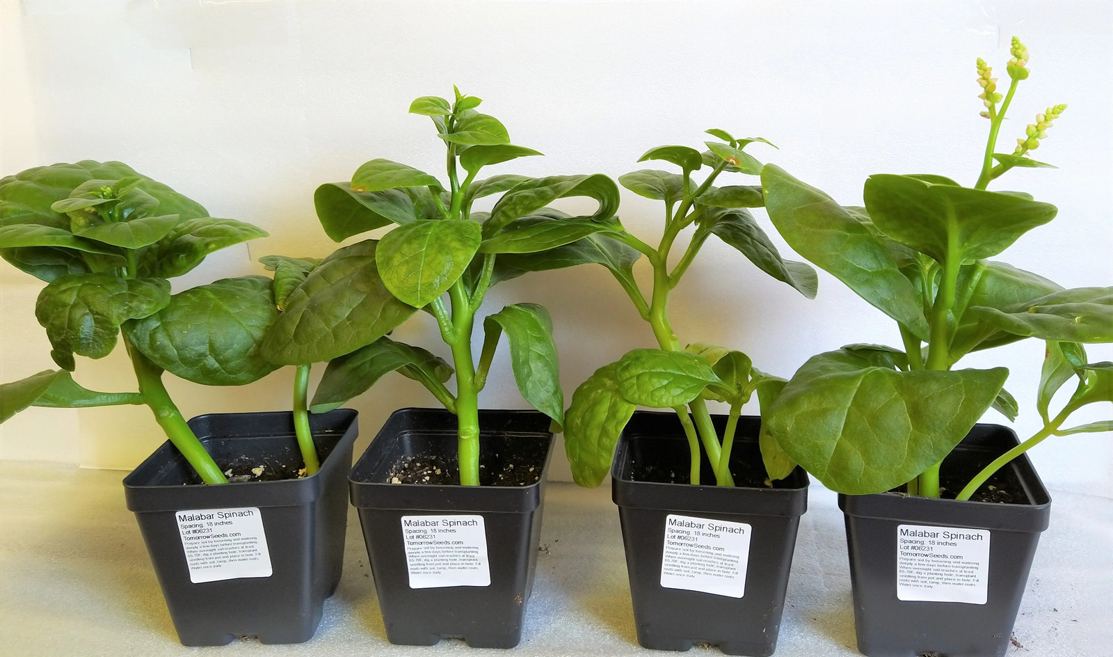 Giant Malabar Spinach Seeds | Round Leaf Green Vine Lettuce Vegetable Seed 2024