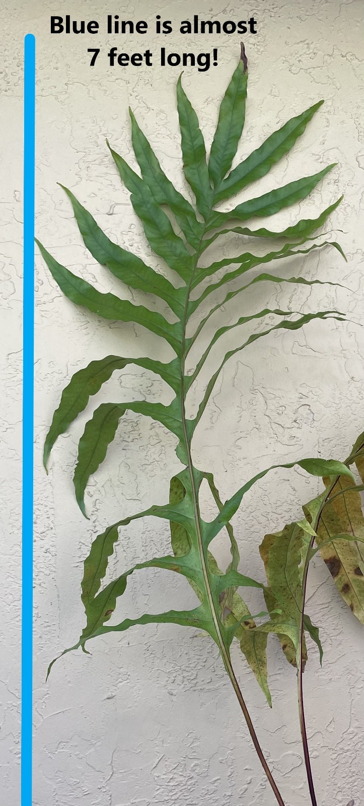 GIANT DRYNARIA sp NOVA not staghorn or platycerium fern tropical not aroid