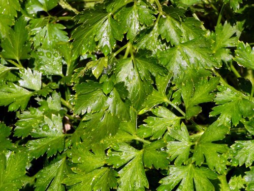 Parsley Italian Flat Leaf Dark Green Garden Herb By Seed Kingdom 1 OZ Seeds