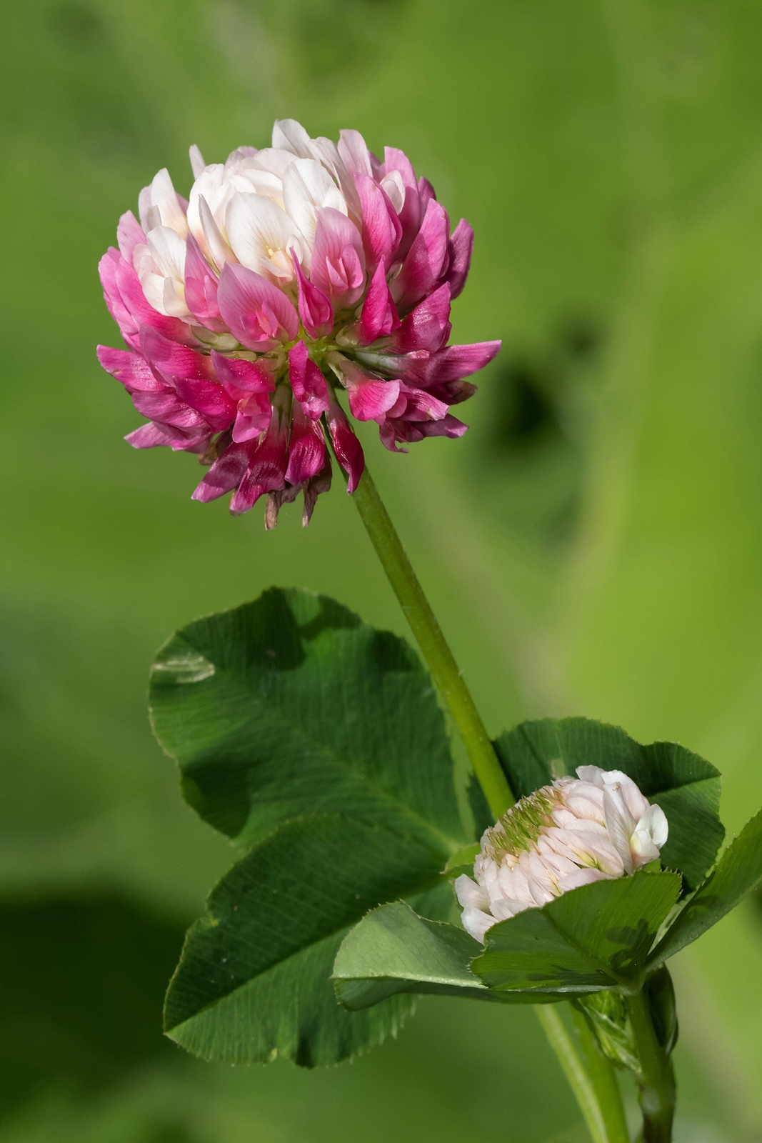 1500 ALSIKE CLOVER Trifolium Hybridum Pink & White Flower Legume Seeds *FlatShip