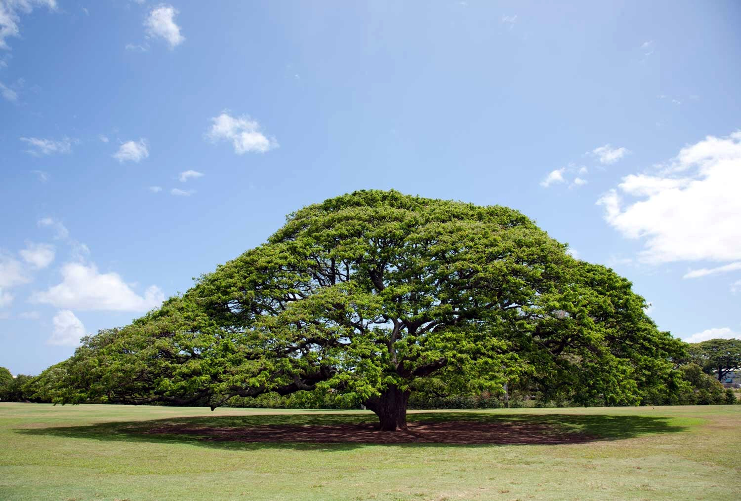 10 RAIN TREE SEEDS Monkey Pod (Albizia saman) Tropical Flower Bonsai Plant RARE