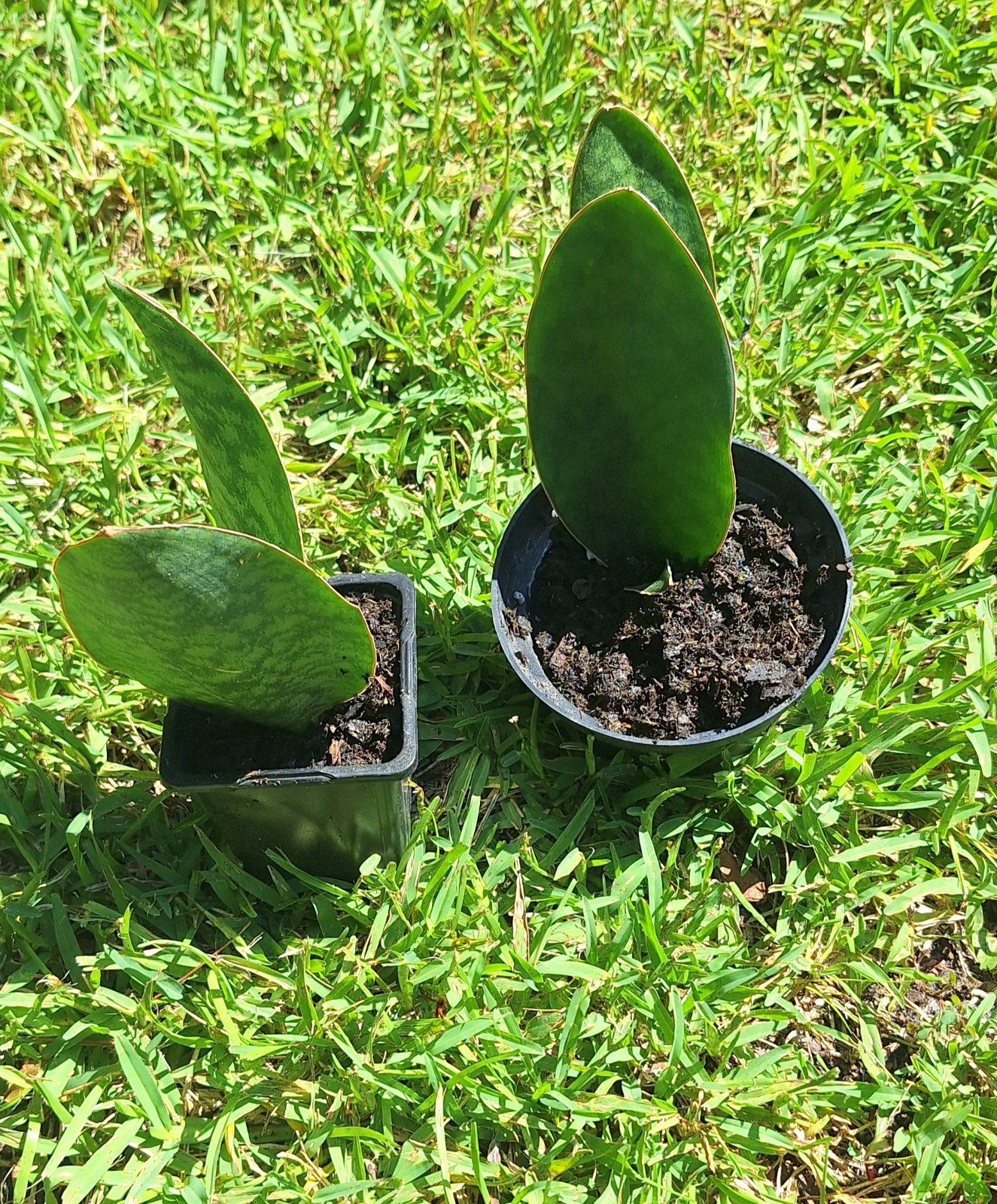 Plants Double Fins-Whale Fin Snake Plant Sanserveria. Two In Mini Pots.