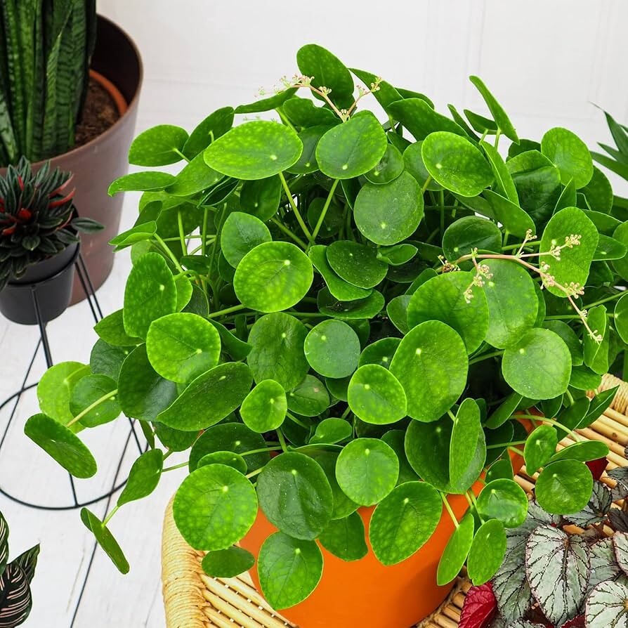 Pilea Peperomioides Chinese Money 4in pot – Chinese Money Plant – UFO Plant