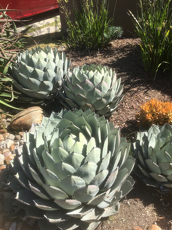Agave parryi var. PARRYI 4-5″ GENUINE Round Artichoke Agave Live Plant Not Seeds