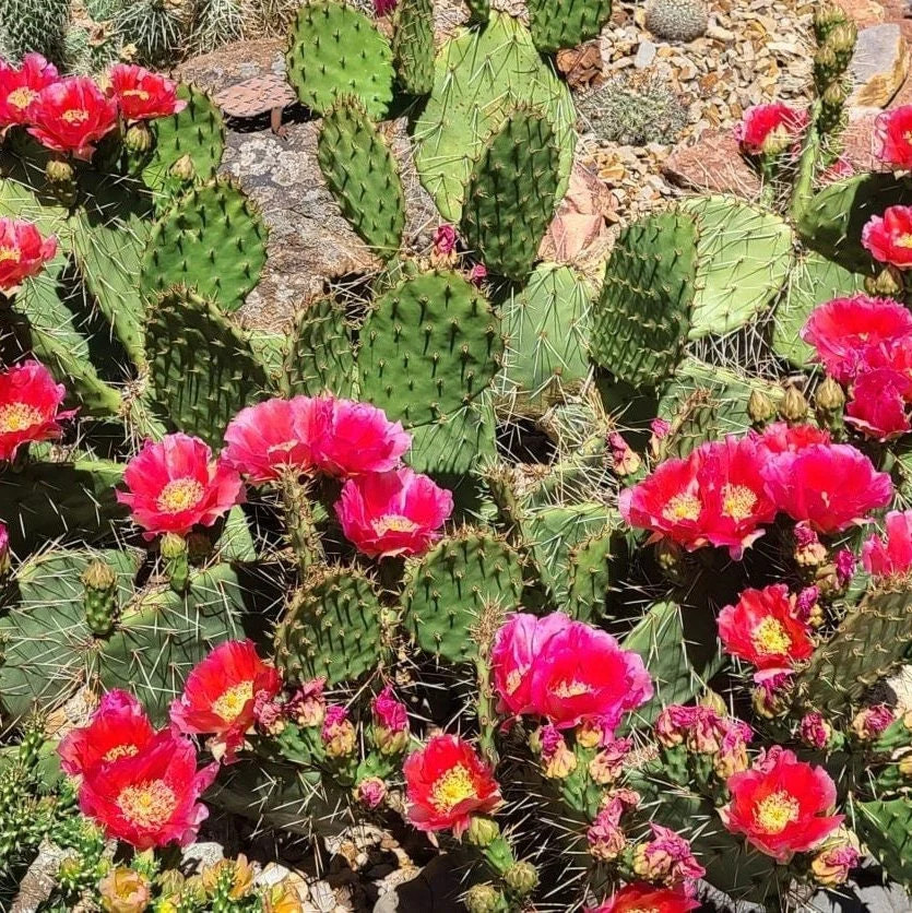 Prickly Pear Cactus ‘Kaibab Red’ (O. phaeacantha x) COLD HARDY